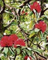 Rhododendron is in full bloom in Shimla these days