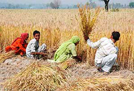 Workers busy harvesting wheat in the fields of Salaru village near Karnal on Saturday.
