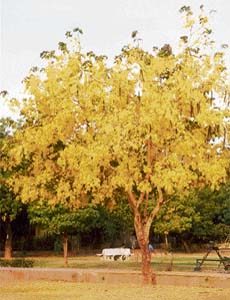 Cassia fistula or amaltas