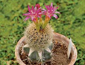 A rare cactus called “Neopororteria” blooms at the Panchkula Cactus Garden