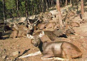 A herd of sambars at the Rewalsar zoo