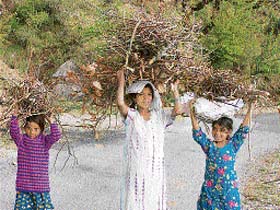 These little girls bring home firewood from a jungle near Dharamsala