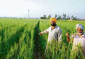 Prithpal Singh of Chaina village in Faridkot district in his field where wheat has been grown without the use of fertilisers or pesticides.