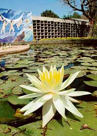 A lotus blooms at Art College in Sector 10, Chandigarh, on Wednesday.