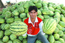 As summers make headway in the region, roadside vendors offering watermelons become a common sight. 