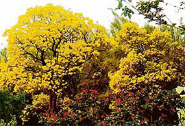 Glorious amaltas heralds spring in the Leisure Valley, Sector 10, Chandigarh