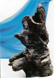 Driftwood can resemble animal forms. For instance, here it can be seen in the shape of a bear (top), lioness (left), and deer (right) Photos by the writer