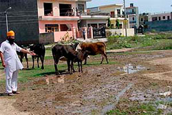 A portion of Balaji Enclave in Zirakpur which has been inundated by potable water leaking from a water supply line.