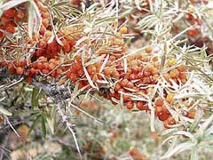 Sea buckthorn, a wonder plant for cold desert areas, has not so far been fully exploited for commercial purposes in Himachal Pradesh.