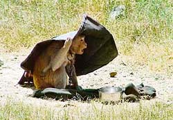 As the mercury shoots up, a monkey shields itself with a piece of cloth in Ludhiana