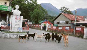 A pack holds parleys in Palampur