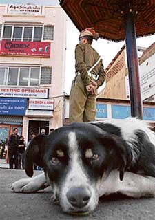 A dog rests at the Scandal Point in Shimla