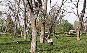 Migrant labourers pluck tea leaves on the border of Mandi and Kangra districts on Tuesday. Tea leaves plucked in the month of April are the best in taste and rich in fragrance.