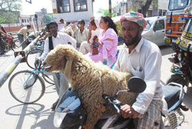 A sheep enjoys a cool ride on a hot Tuesday afternoon in Jalandhar.