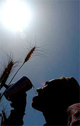 A farmer drinks water while harvesting his wheat crop near the Indo-Pak border, 35 km from Jammu, on Tuesday.