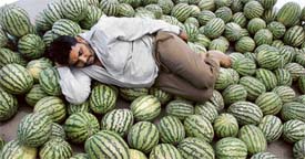 A watermellon seller sleeps on his watermellons by the roradside in Ambala on Wednesday.