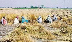 Members of a family, including a girl student, reap wheat near Ahmedgarh