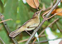 A rare large-billed reed warbler discovered in India at Kolkata by ornithologists after 140 years.