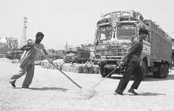 Labourers spread fresh wheat at the grain market in Ambala on