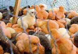 Chicks coloured to attract customers in contravention of the Prevention of Cruelty towards Animals Act.