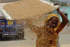 RICH HARVEST: Amritsar grain market is abuzz with activity these days.
