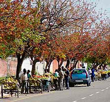 Vegetable and fruit vendors cause traffic hazard on the dividing road of Sectors 17 and 8 in Panchkula.