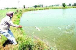 Fish farmer Gian Singh pulls the net at his farm in Malsian, Jalandhar, on Friday. 