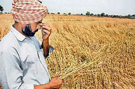 A farmer of Jassi Pauwali village looks dejected after seeing his entire wheat crop destroyed by hailstorm that lashed Bathinda.
