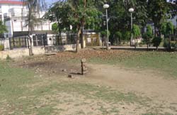 A park littered with dry leaves has become a cricket ground in Hargobind Nagar in Phagwara.