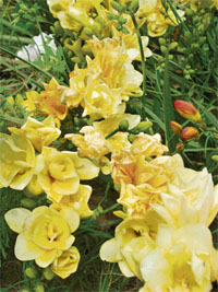Fragrant freezias are one of the most popular souvenirs from South Africa.