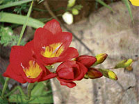 Freezias make beautiful cut flowers.