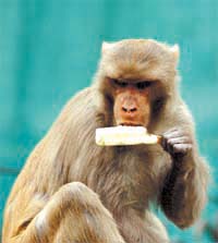 A monkey slurping on an ice-cream to beat the heat in the Capital.
