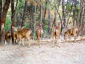 These sambars have eaten away even the barks of trees in their enclosure at the Gopalpur zoo in Kangra district.While the zoo authorities maintain that this is a habit with these animals, people assert the poor creatures have been forced to do so due to a shortage of fodder.