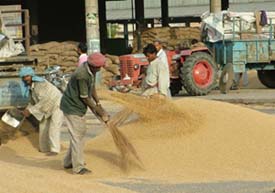 Wheat arrival at Jalandhar grain market has begun on a subdued note. 