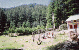 Bangapani deodar forest