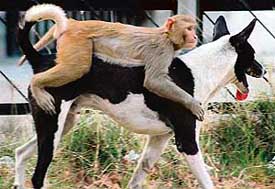A clever monkey decides to hitch a ride on the obliging canine.