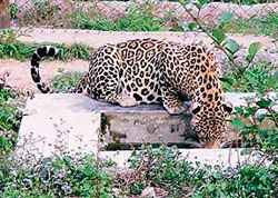 With the mercury shooting up, this leopard was clicked quenching its thirst at Gopalpur zoo in Kangra.