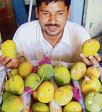 A fruit dealer shows Alphonso mangoes that have arrived in the city