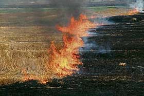 Wheat straw being burnt in a field at Tanda