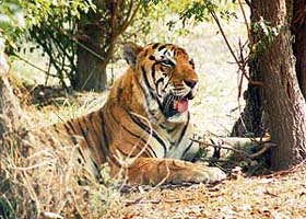 A tiger relaxes on a hot day at Tiger Safari in Ludhiana