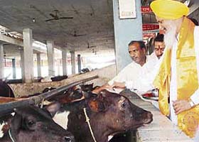 Hira Singh Gabria inspects Krishan Balram Goushala in Ludhiana