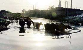 A herd of buffaloes take a dip to cool themselves
