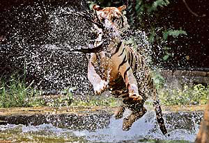 A white tiger jumps with its catch, an eagle, in its enclosure at Delhi Zoo on Monday.