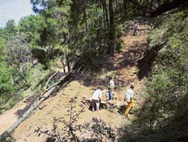 A road being laid on forest land.