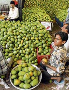 Mangoes being arranged by labourers in a fruit market in Bhopal