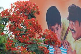With trees in full bloom, it seems even this hoarding cannot resist the temptation of this Gulmohar tree near Namdev Chowk in Jalandhar.