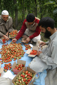 Kashmiri men busy packing the first fruit of the state, namely strawberry, at a farm in Srinagar on Friday.