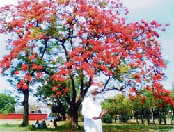 SPRING IN FULL BLOOM: A farmer walks past a full bloomed tree on the Punjab Agricultural University Campus in Ludhiana