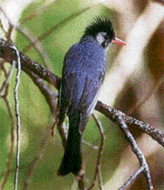 The young one of the black bulbul has a blue-grey plumage