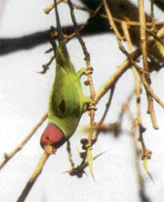This tippler, the plum-headed parakeet, stands on its head to get rid of a hangover 